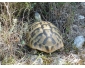 Tortue d' Hermann adulte