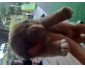 chiot croisés