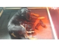 beaucerons chiots