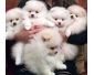 Disponibles de suite Chiot Poméranien