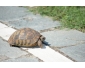 Femelle Adulte Tortue d'Hermann