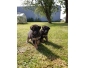 chiot Berger Allemand