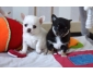 jolie demoiselle chihuahua femelle lof