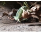 Caméléon Calypratus, 2 ans, femelle