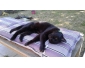 chat très affectueuse à donner