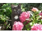 Chat perdu