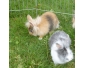 5 lapins nains à vendre.
