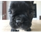 Bouledogue français