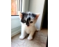 Chatons croisés siamois