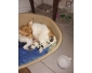 Petit chien a vendre