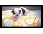 Chiot femelle chitzu