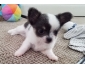 Magnifique chiot chihuahua femelle