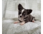 chiot chihuahua femelle de 03 mois