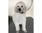 Grand Caniche blanc