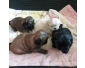 Chiot pékinois
