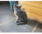 chatons à donner