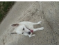 Berger blanc suisse 8ans