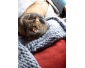 Chat 5 ans