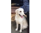 Labrador
