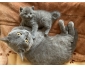 Chatons
