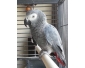 Perroquet gris