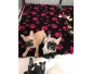 adorables bouledogues francais