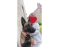Femelle malinois à donner