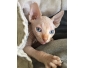 chaton male sphynx