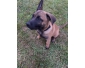 Chiot Berger Hollandais 3 mois
