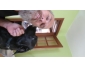 Chien a donner