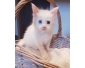 chatons Maine Coon