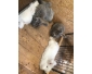 LAPINS ANGLAIS ANGORA