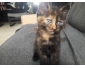 Chaton à donner