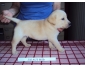 labradors