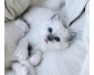 Disponible chatons sacré Birmanie