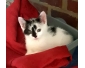Chaton croisé siamois