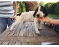 A vendre chiots Braque d'Auvergne Pedrigree St-Hubert