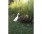 Canard Coureur Indien
