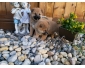 Magnifiques Chiots Shiba Inu