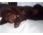 CHIOT LAGOTTO ROMAGNOLO