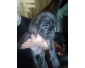 Chiots cane corso disponibles