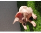 Chatons Sphynx Pédigrée