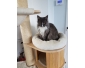 maine coon bleu smoke et blanc a vendre