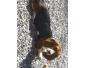 A vendre deux beaux chiot de race Basset hound