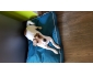 A donné jack Russel
