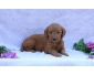 Chiots Goldendoodles à vendre.