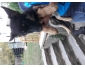 chiots berger allemand