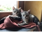 ‼️URGENT- Chatons à donner