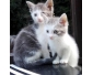 Chatons à donner