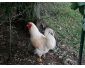 Coq adulte à donner Tournai